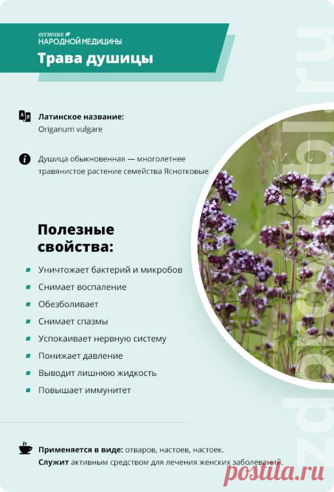 Трава душицы