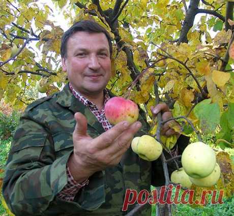 Чудо-дерево: многосортные прививки на Supersadovnik.ru