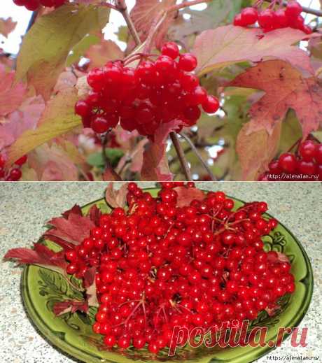 Полезные рецепты из калины..