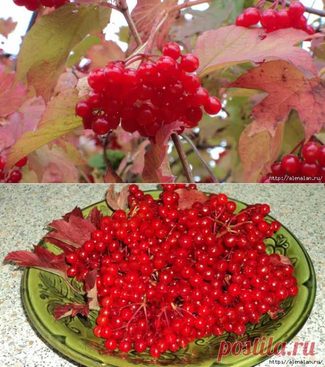 Полезные рецепты из калины..