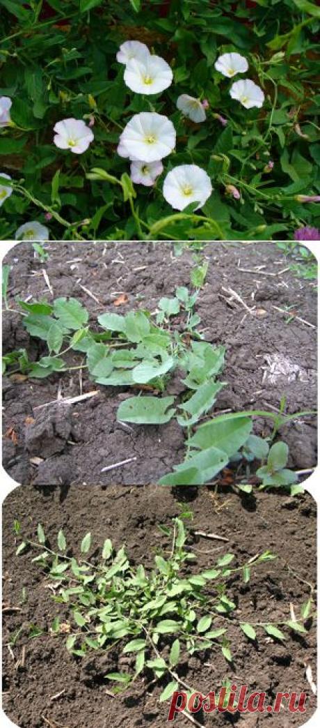Полевой вьюнок, как вывести его с огорода - 6 соток