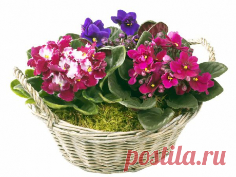 Как омолодить фиалку?
