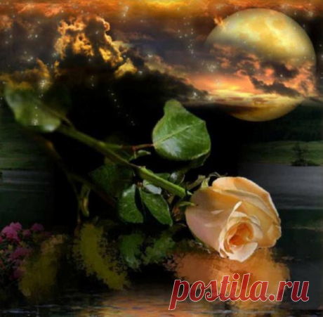 розы