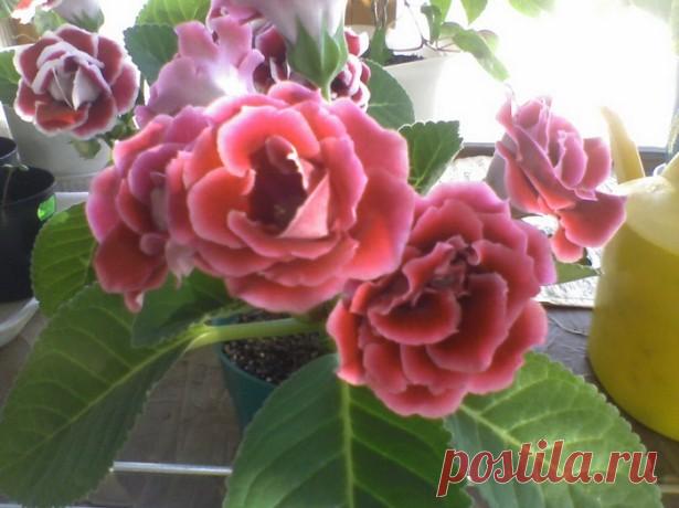 Несколько полезных советов куда убрать глоксиния на зиму