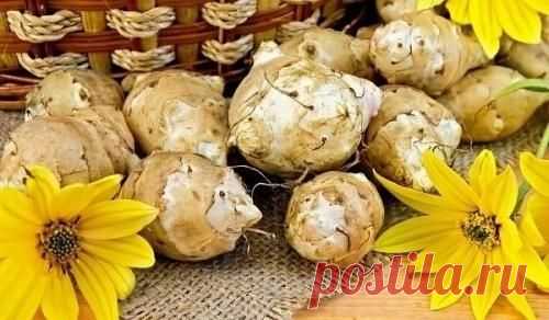 Вечный картофель