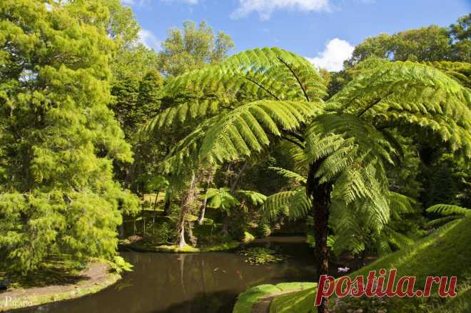 Обои Сады Португалия Пруд Terra Nostra Botanical Furnas Природа - Фото : 345225