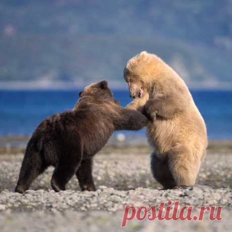 Белый  с  чёрным  медведи  повстречались...