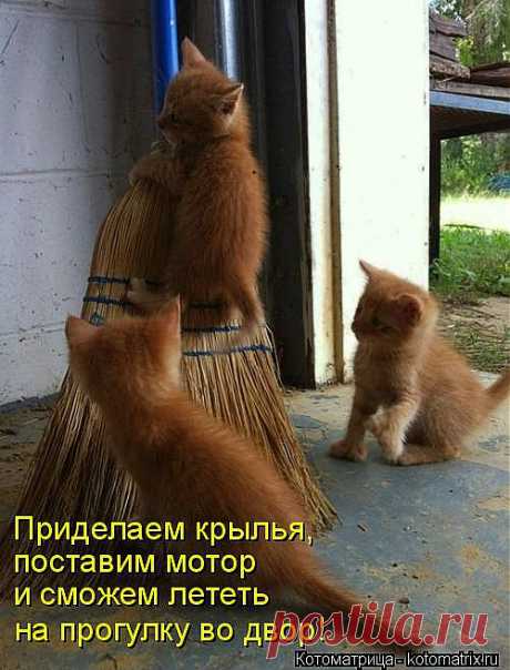 kotomatritsa_Ky.jpg (Изображение JPEG, 500 × 657 пикселов)