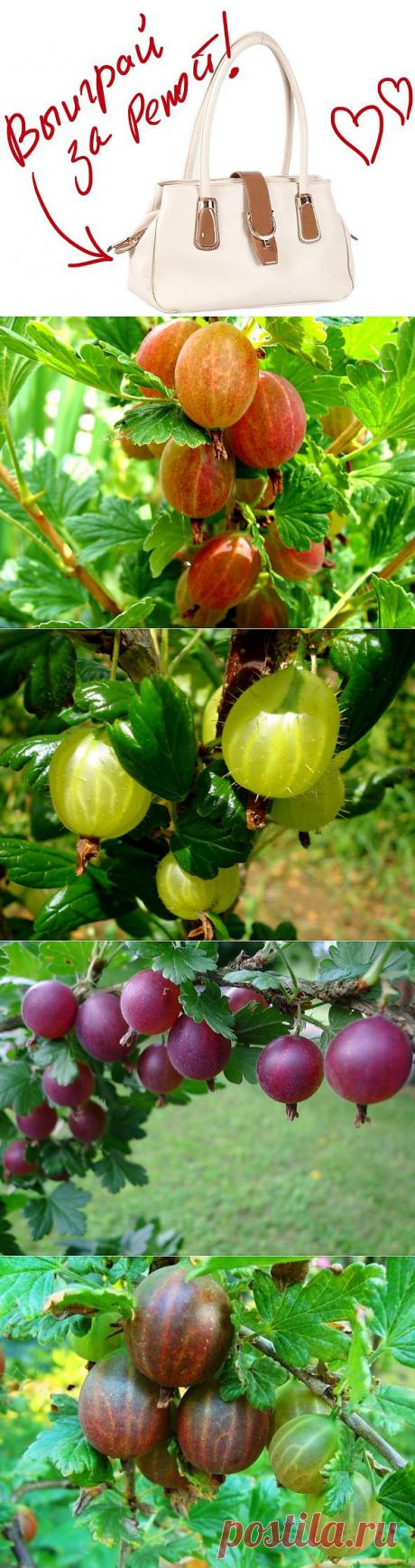 Секреты выращивания крыжовника. Выиграйте стильную сумку от интернет-магазина Клуб Красоты, разместив любой пост с сайта 7dach.ru в Постиле. Чем больше постов - тем выше шансы. Розыгрыш состоится в понедельник, 16 декабря. В акции участвуют все посты, которые содержат этот текст и фото сумки!