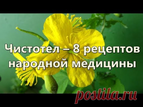 Чистотел – 8 рецептов народной медицины