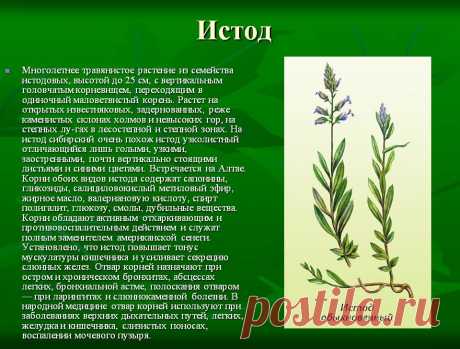 Истод - лечебные свойства