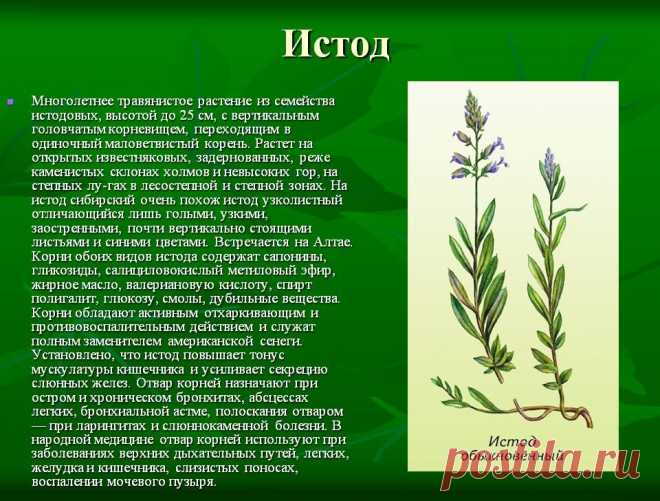 Истод - лечебные свойства