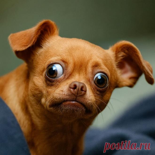 Ночной пассажир - Готовим так!