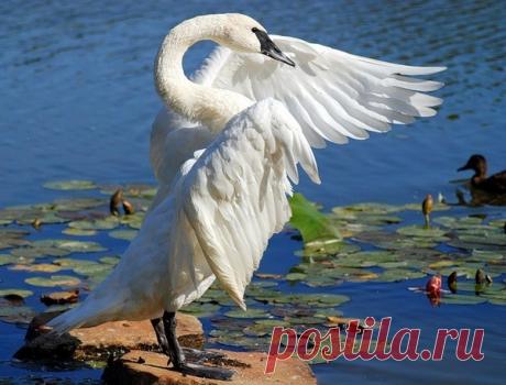 Фото ЛОТОС. Альбом Лотосы и лебеди. Чистота. - 156 фото. Фотографии Наталья Ефремова.