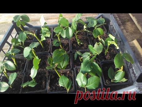 Летнее черенкование роз