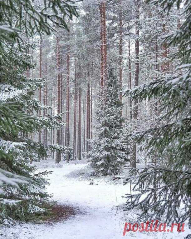 Зимний лес прекрасен!