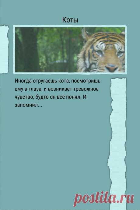Цитата про «Котов» — Иногда отругаешь кота, посмотришь ему в глаза, и…