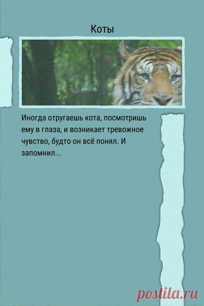 Цитата про «Котов» — Иногда отругаешь кота, посмотришь ему в глаза, и…