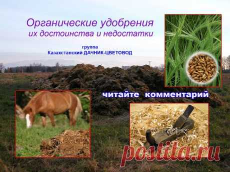 Органика