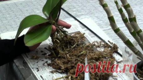 МОЖНО ли вырастить орхидею из корня  :: Сад и огород :: KakProsto.ru: как просто сделать всё