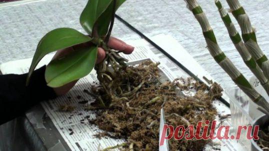 МОЖНО ли вырастить орхидею из корня  :: Сад и огород :: KakProsto.ru: как просто сделать всё