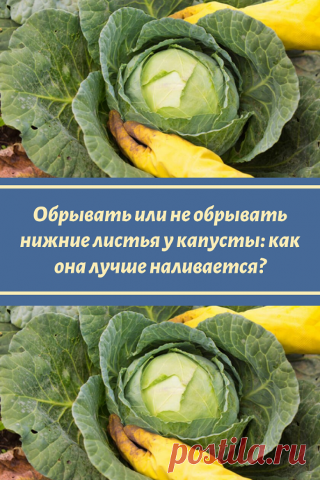 Обрывать или не обрывать нижние листья у капусты: как она лучше наливается?