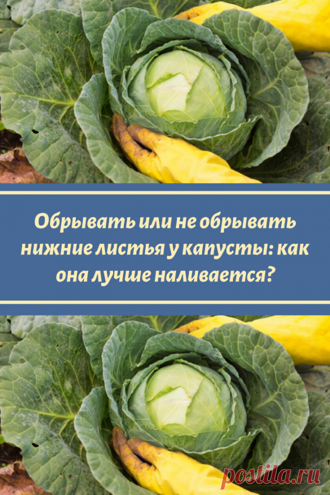 Обрывать или не обрывать нижние листья у капусты: как она лучше наливается?