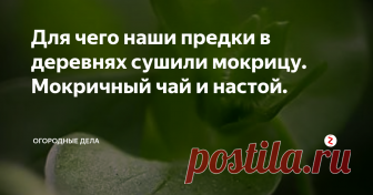 Для чего наши предки в деревнях сушили мокрицу. Мокричный чай и настой. | Огородные дела | Яндекс Дзен
