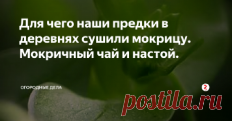 Для чего наши предки в деревнях сушили мокрицу. Мокричный чай и настой. | Огородные дела | Яндекс Дзен