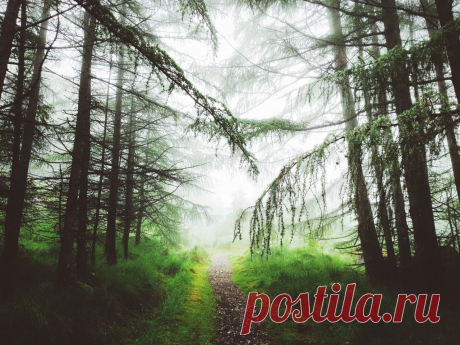 Потрясающий лес в Шеффилде - Путешествуем вместе