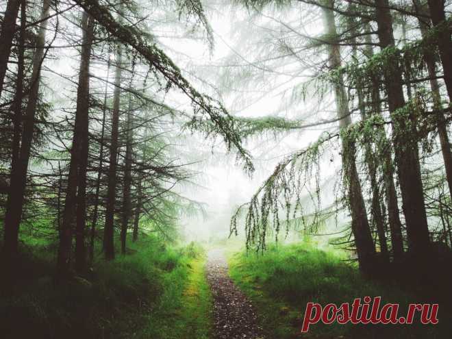 Потрясающий лес в Шеффилде - Путешествуем вместе