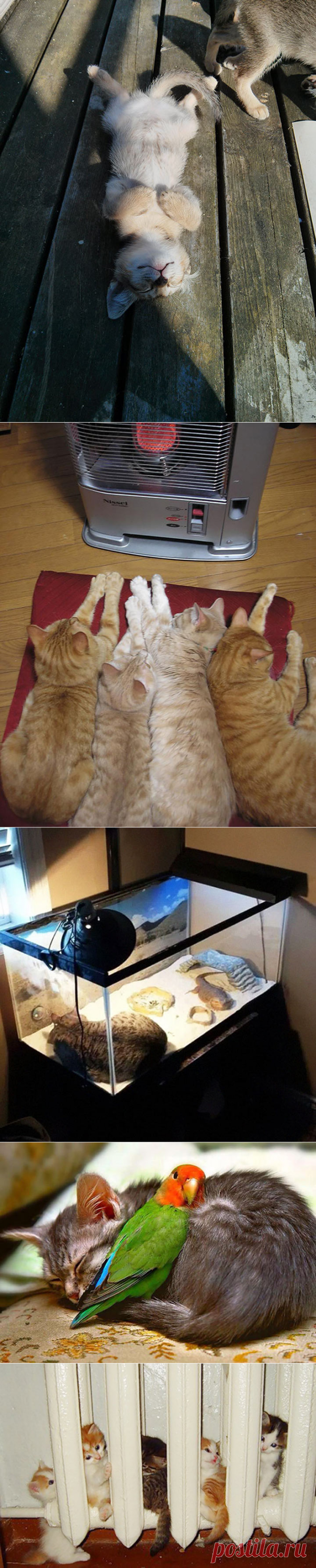 Животные, которые ищут местечко потеплее