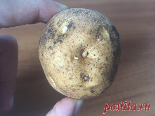 Какой величины должна быть картошка при посадке и какие должны быть ростки, чтобы она быстро росла и давала крупный картофель | САДОВОДУС | Яндекс Дзен