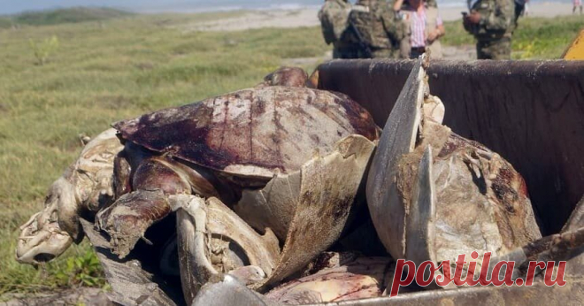Сотни мертвых морских черепах найдены на пляже в Мексике | Живая природа, окружающая среда, экологические новости – Densegodnya.ru