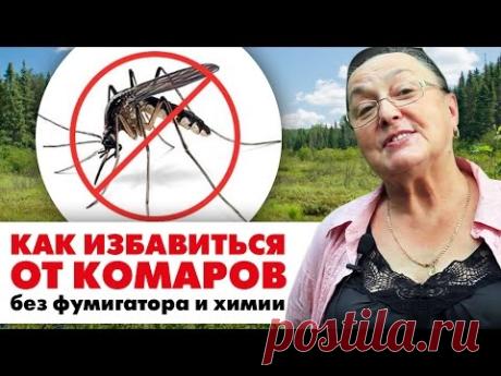 КАК ИЗБАВИТЬСЯ ОТ КОМАРОВ народными средствами || без фумигатора и химии