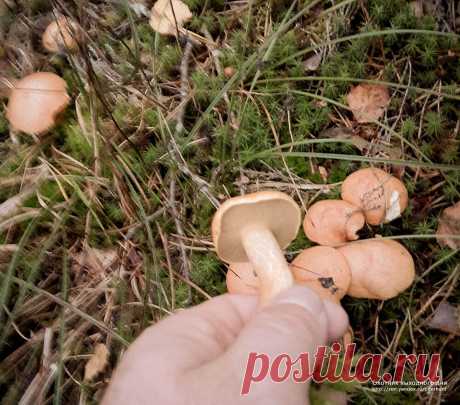 Козляк заполонил лес. Почему его никто не собирает? | Охотник выходного дня | Яндекс Дзен