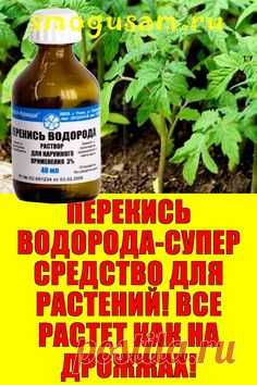 📌ПЕРЕКИСЬ ВОДОРОДА-СУПЕР СРЕДСТВО ДЛЯ РАСТЕНИЙ! ВСЕ РАСТЕТ КАК НА ДРОЖЖАХ!