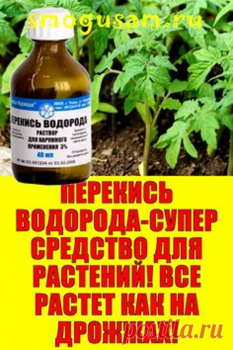 📌ПЕРЕКИСЬ ВОДОРОДА-СУПЕР СРЕДСТВО ДЛЯ РАСТЕНИЙ! ВСЕ РАСТЕТ КАК НА ДРОЖЖАХ!