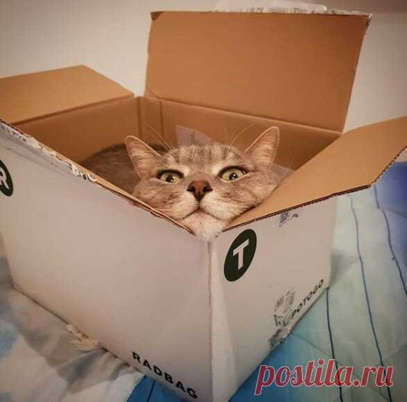 КотоТерапия, часть 2. Забавные котики для хорошего настроения. Улыбитесь! )) | Мечтательная кошка | Яндекс Дзен
