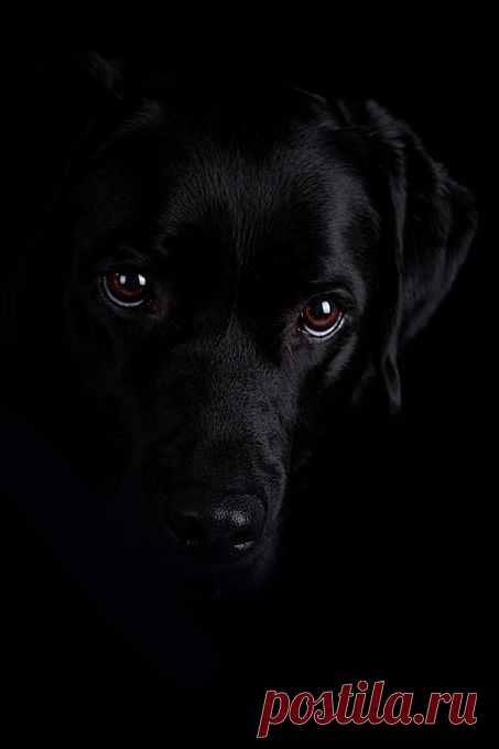 Daisy — coffeenuts: Photo by ShiftingLightPhotography