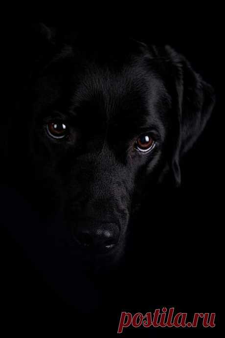 Daisy — coffeenuts: Photo by ShiftingLightPhotography
