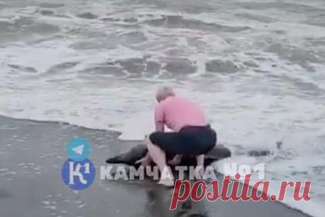 Жители Камчатки спасли выбросившегося на сушу дельфина. В Камчатском крае местные жители помогли добраться до воды дельфину, который выбросился на берег моря. Отмечается, что россияне заметили лежащего на суше дельфина случайно, когда ехали по пути из поселка Октябрьского в Озерновский. Жители Камчатки остановили машину и поспешили на помощь животному.