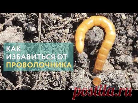 Проволочник в огороде: как бороться и не допустить появления. Проверенные советы моих подписчиков
