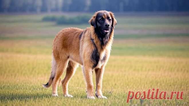 Два одиночества - OGADANIE.RU