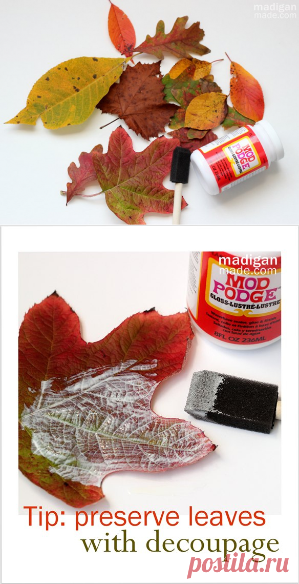 Можно ли листья покрыть лаком