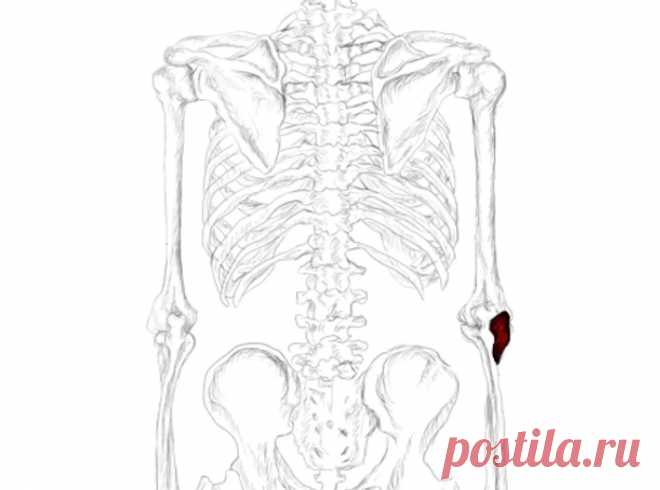 Локтевая мышца. Самомассаж