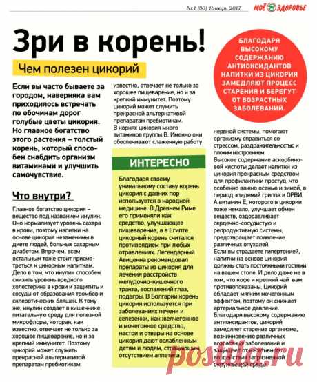 Чем полезен цикорий