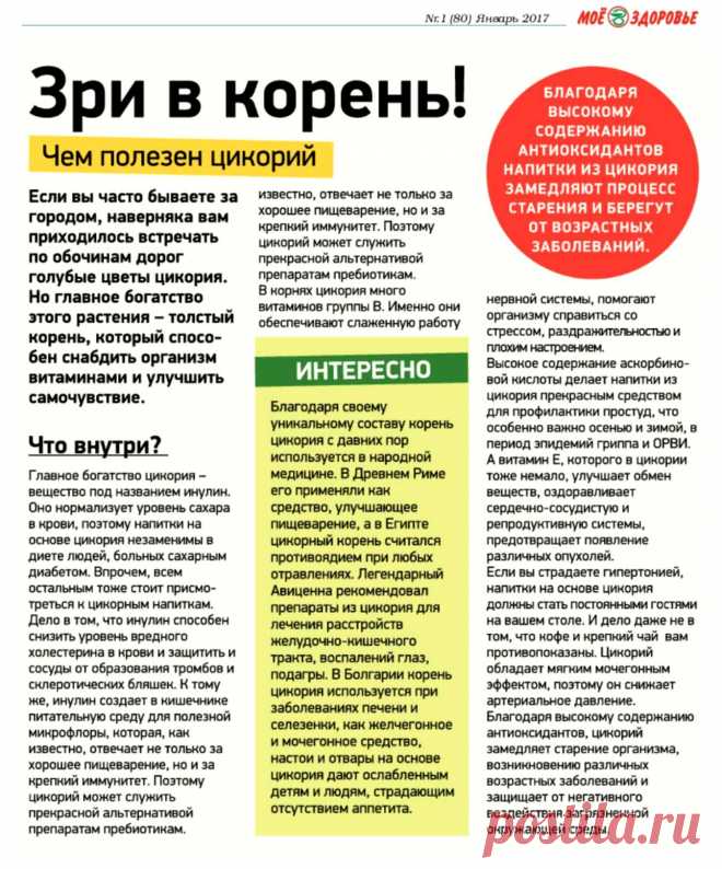 Чем полезен цикорий
