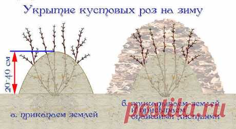 (50) Одноклассники