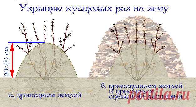 (50) Одноклассники